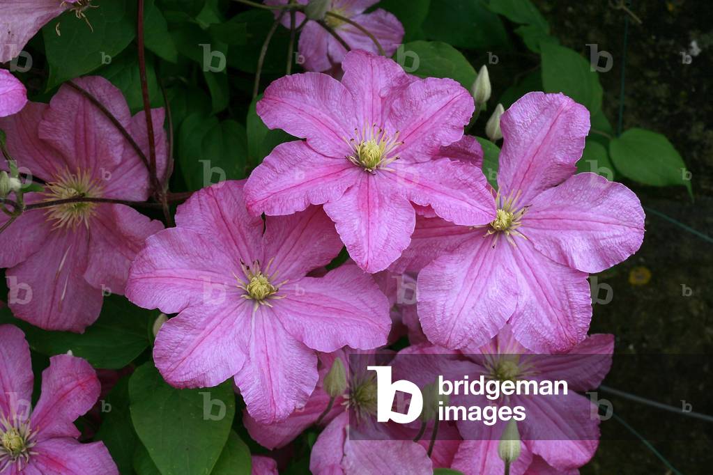 Clematis Countess of Bouchard