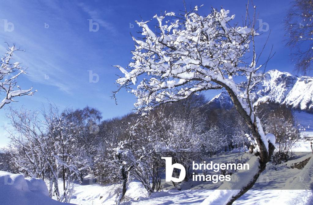 Tree with snow, Italy
