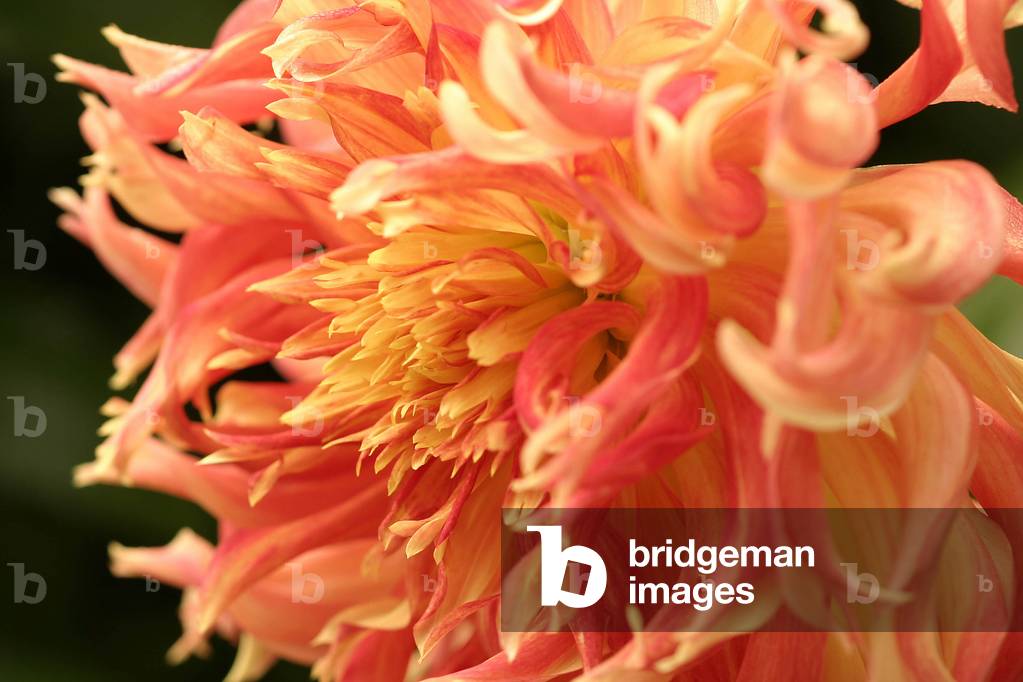 Dahlia “” Spark””