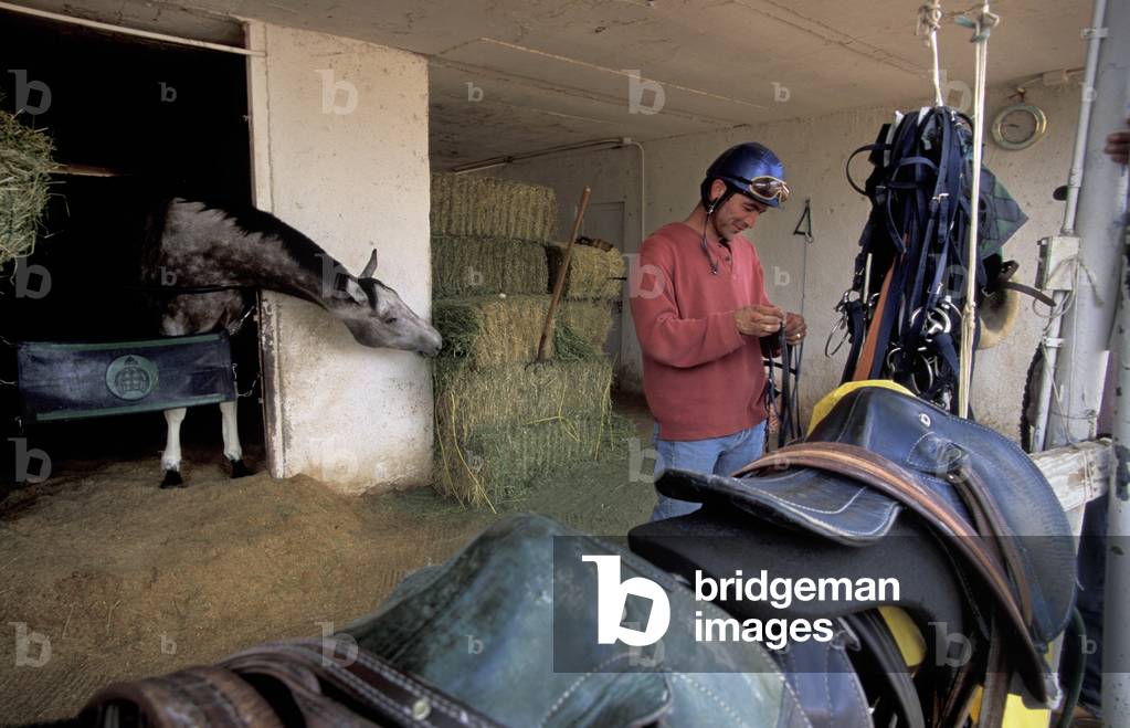 Turf Paradise racecourse, Phoenix, Arizona, United States of America, North America