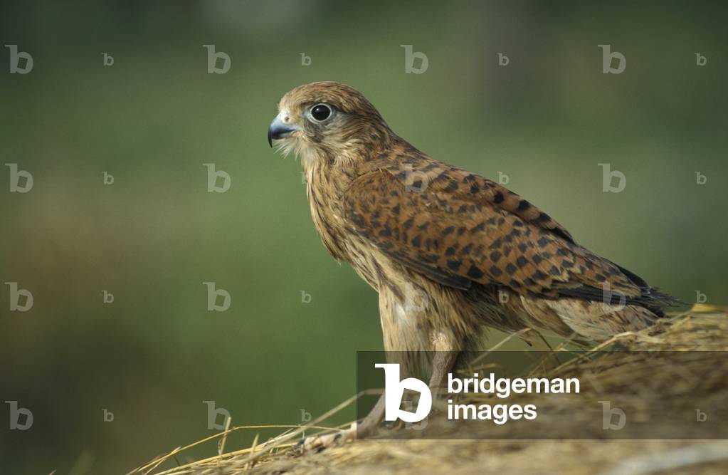 Common kestrel, Italy