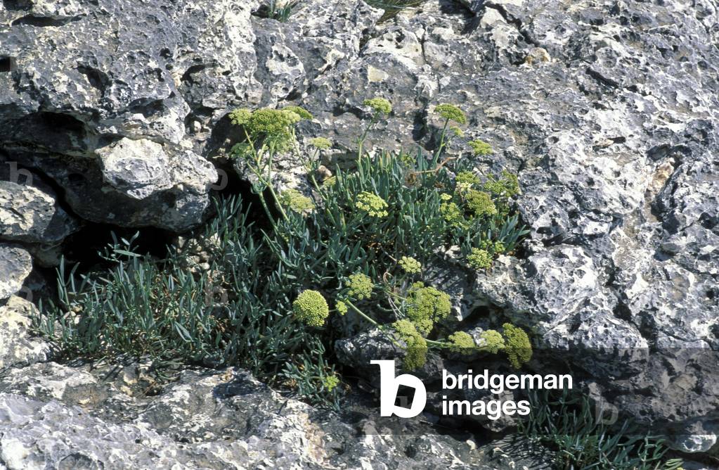 Mediterranean flora, Gargano national park, Puglia, Italy.