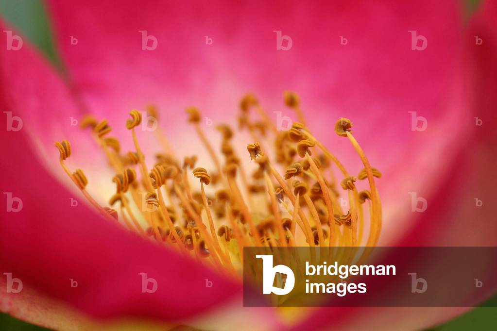 Climbing pink, Italy