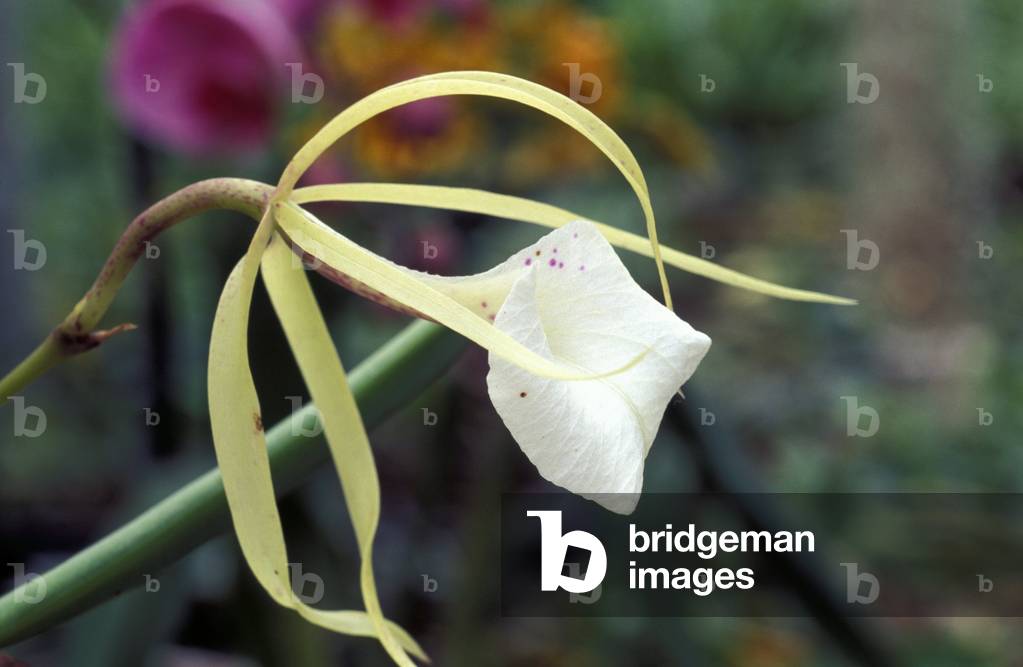 Brassia Nodosa