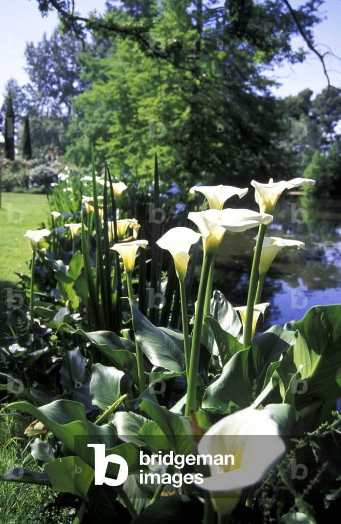 Garden of Landriana, Tor San Lorenzo, Ardea, Lazio, Italy.