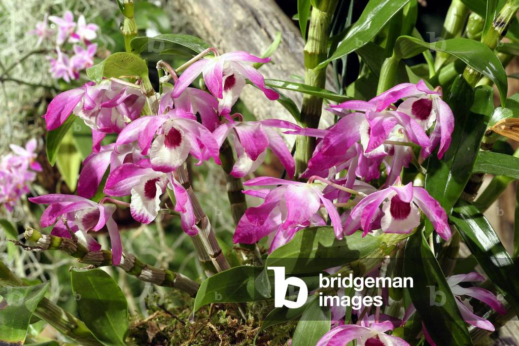 Dendrobium nobile, Italy