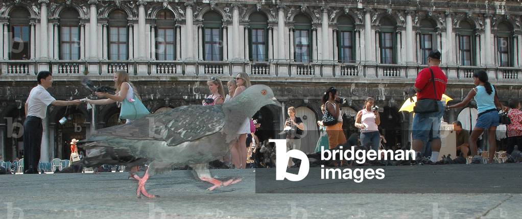 Pigeons, San Marco square, Venice, Veneto, Italy