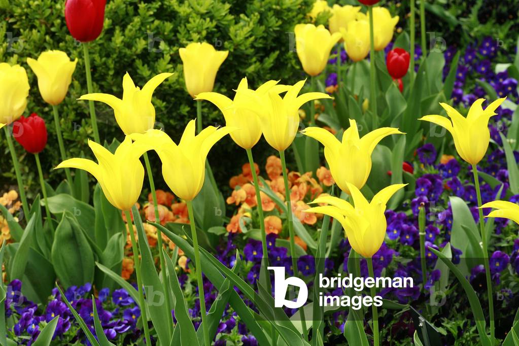 Lily-flowered tulip “” West Point””