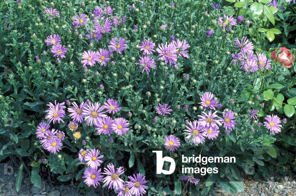 Aster x Frikartii “” Eiger””