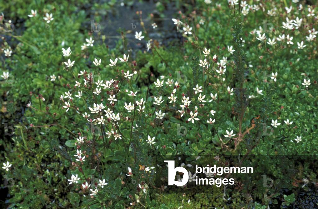 Stellaris Saxifraga