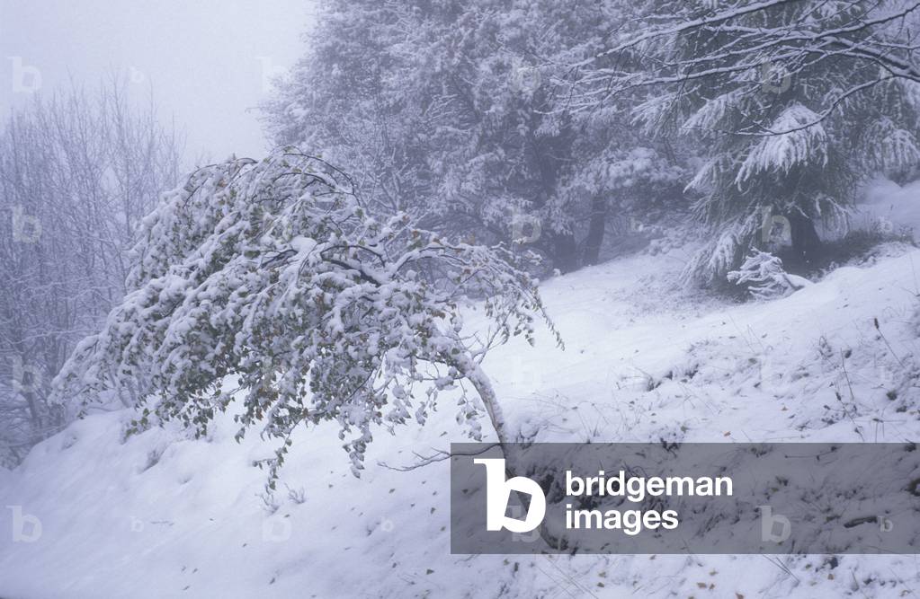 Snow on birch, Italy