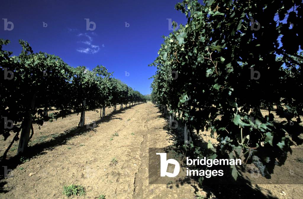 Vineyard, Corinaldo, Emilia Romagna, Italy
