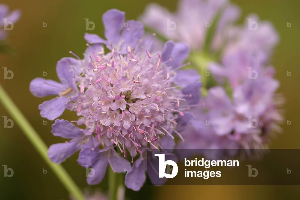 Scabiosa columbaria