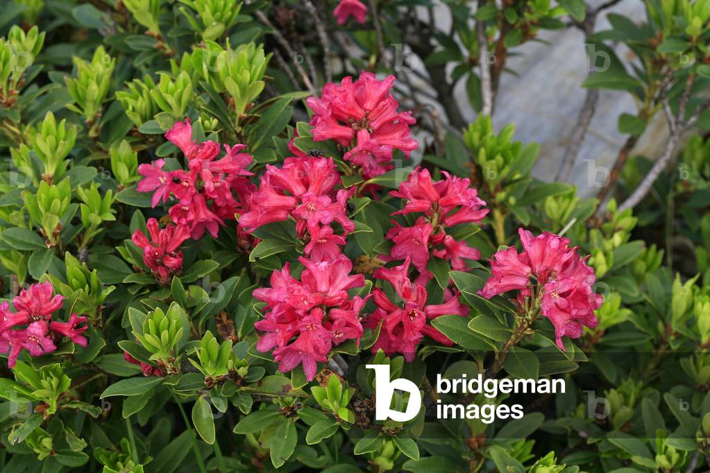 Rhododendron ferruginum