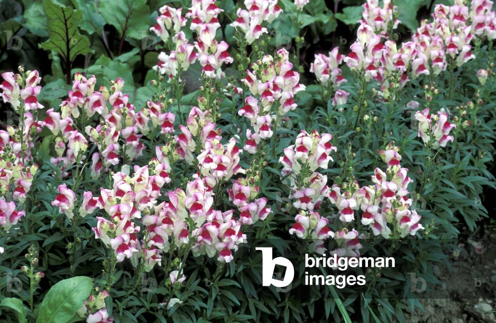 Antirrhinum majus