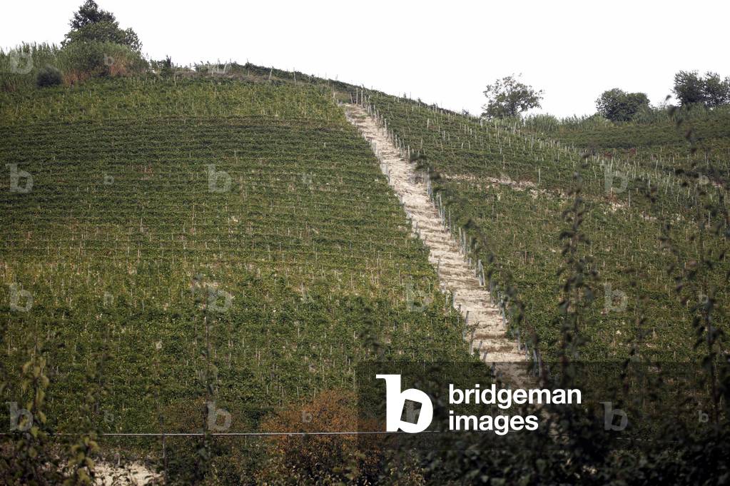 Vinyard on a hill, San Rocco, Langhe, Piedmont, Italy