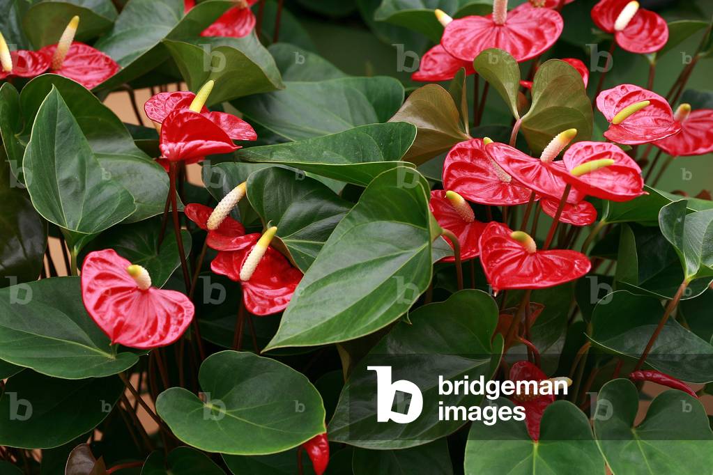 Image of Anthurium andreanum  Nitta