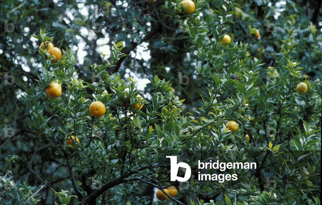 Citrus Mirtifolia, Grapefruit tree, South Italy, Italy