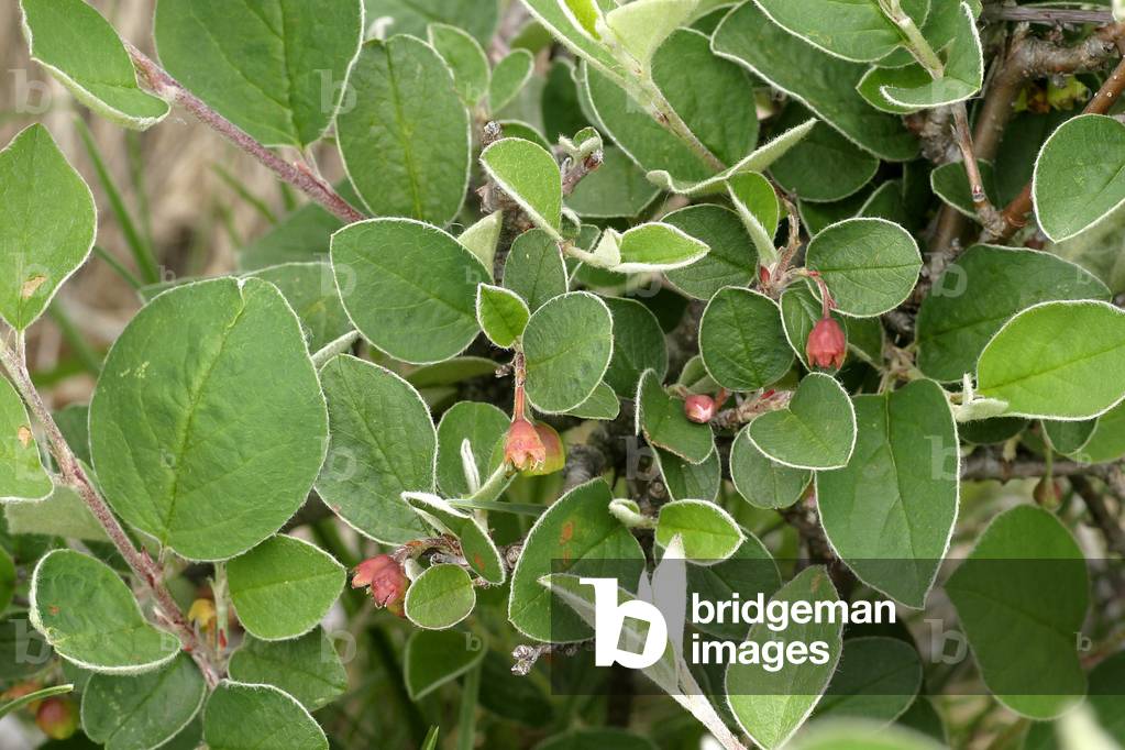 Cotoneaster integerrimus, Italy