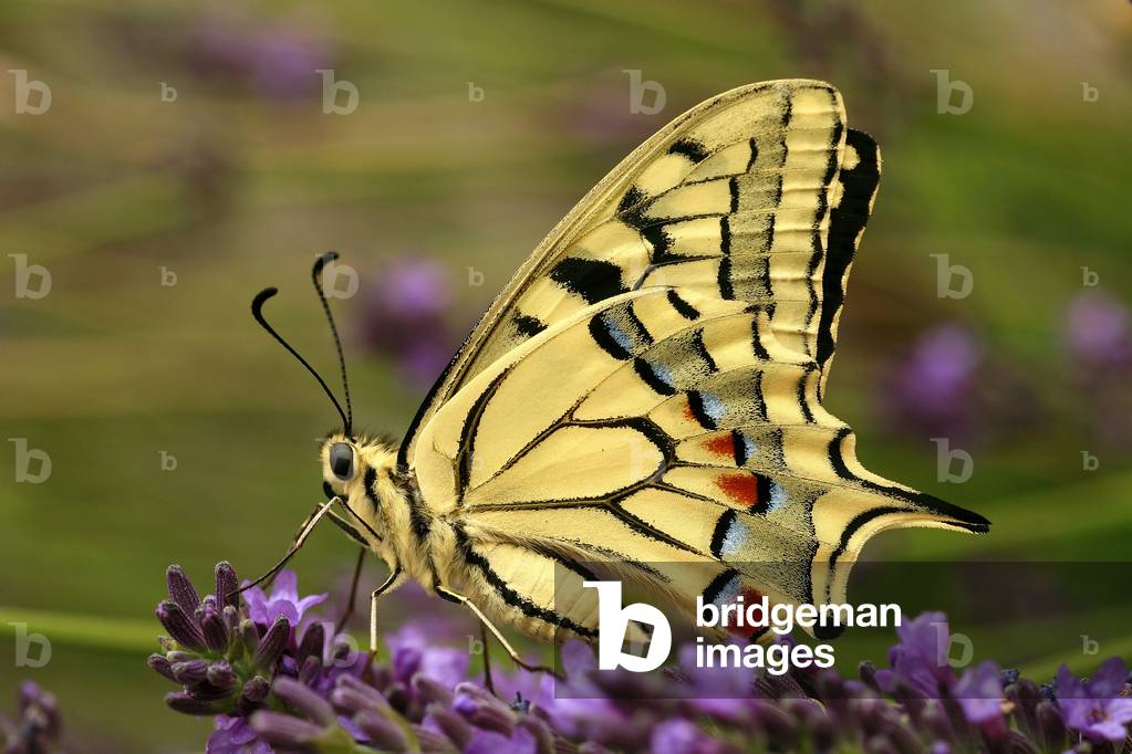 Butterfly, Italy