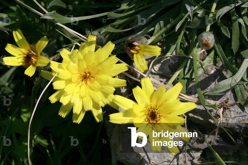 Catananche caespitosa