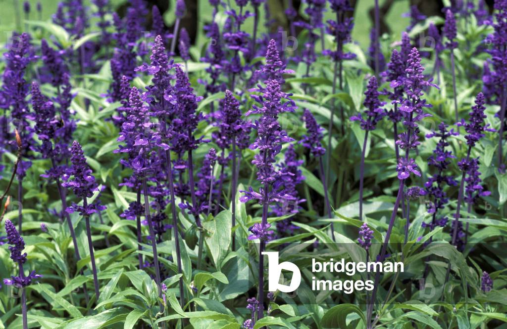 Salvia Farinacea “Victoria””