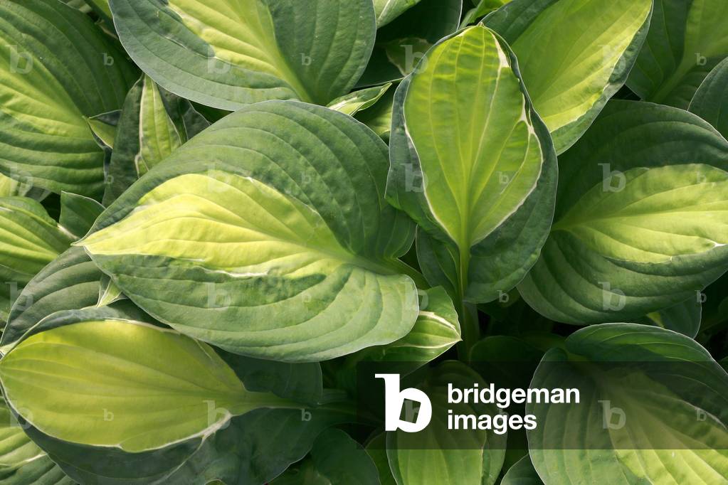 Hosta “” Gipsy Rose”