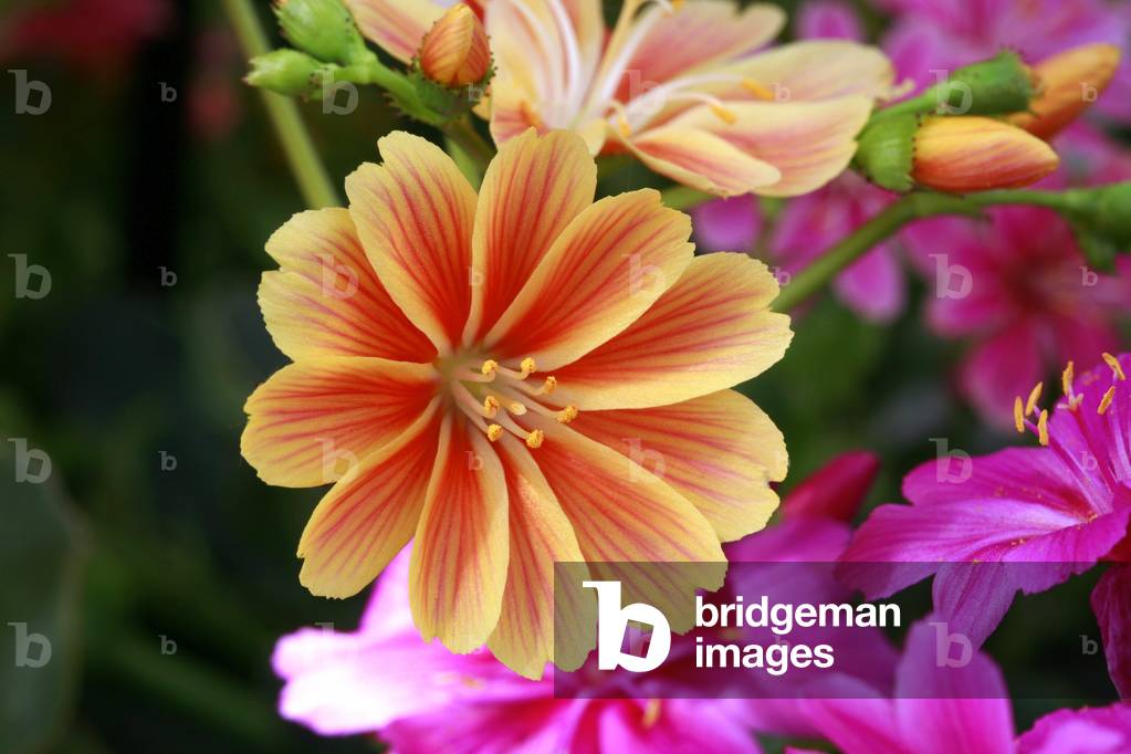 Lewisia cotyledon Peach