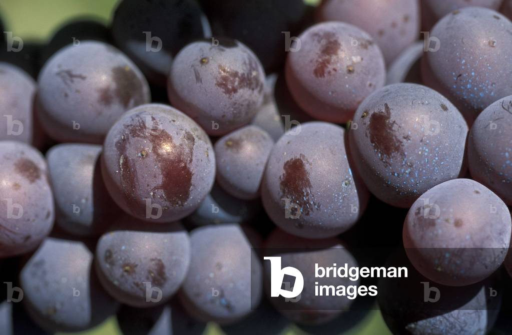 Black grapes, Piemonte, Italy