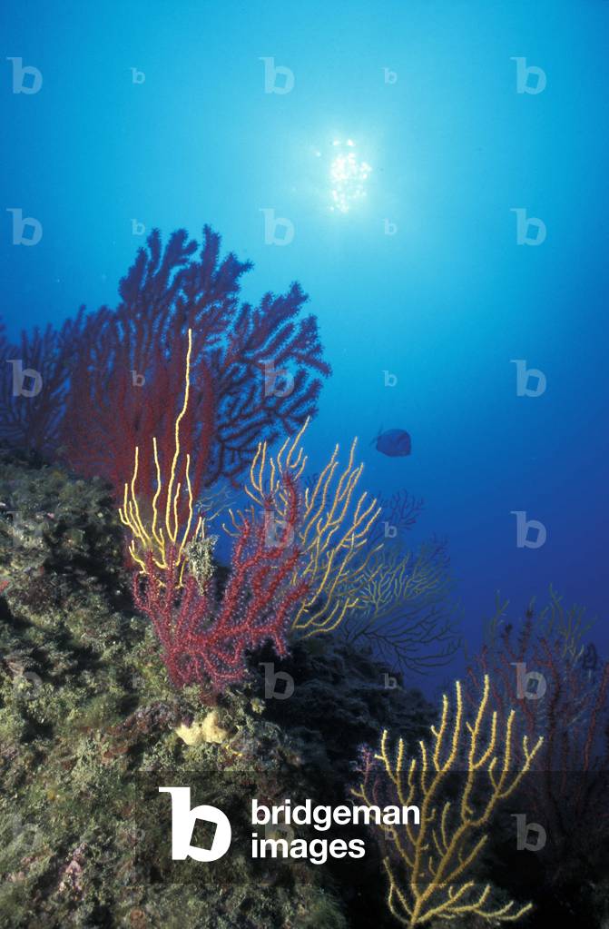 Gorgonia, Paramuricea Clavata, Genoa, Liguria, Italy