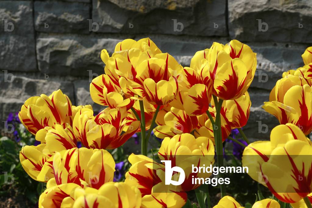Triumph tulips “Ida””