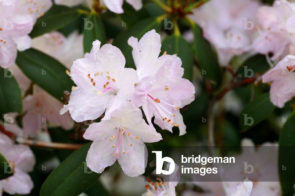 Rhododendron carolinianum var. album