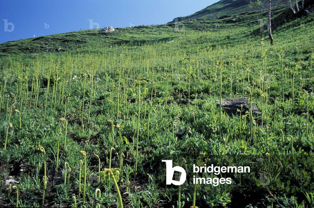 Pteridium Aguilinum, Fern, Italy