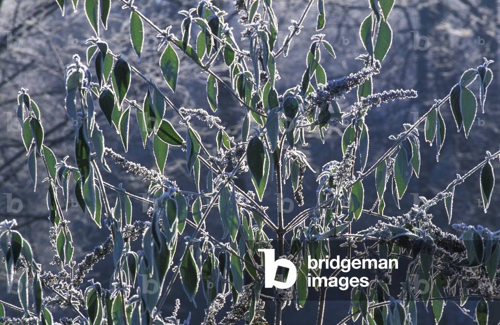 Buddleia globosa with frost, Italy