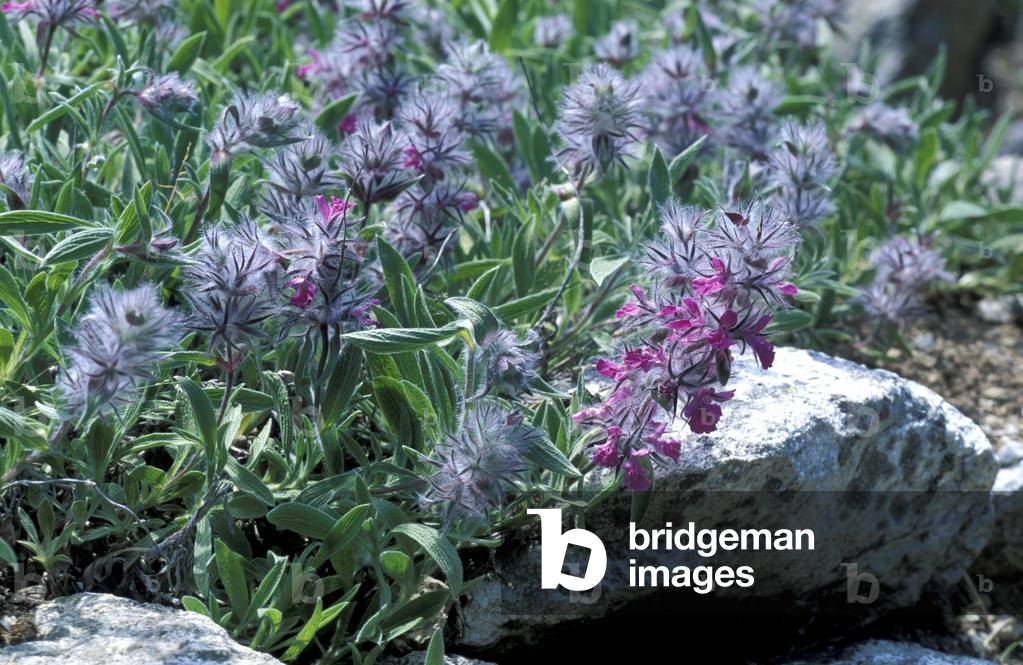 Stachys Lavandulifolia