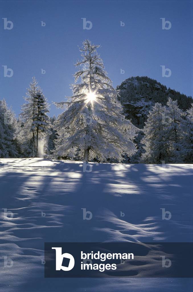White-deal, Valle d'Aosta, Italy