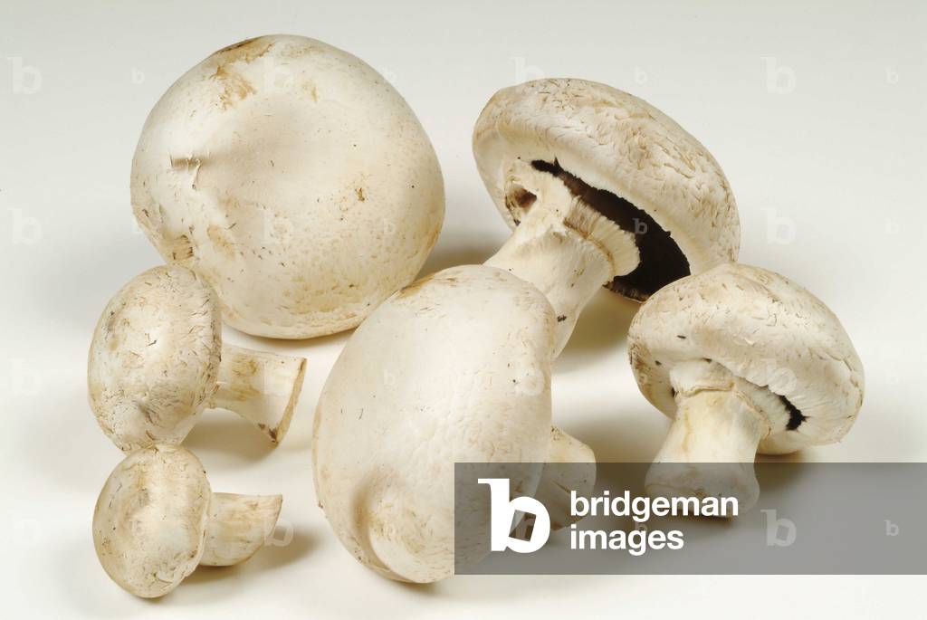 Image of Photography depicting Mushroom mushrooms