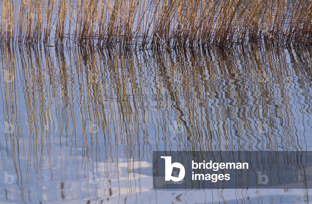 Phragmites Communis, Italy