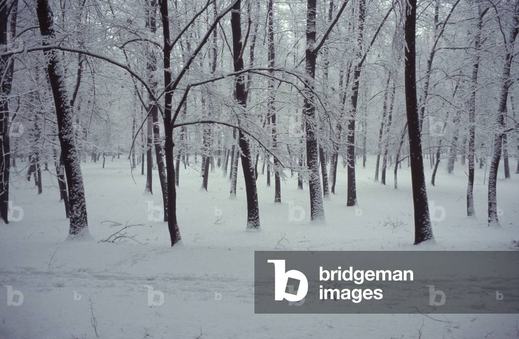Monza Park in winter time, Monza, Lombardy, Italy