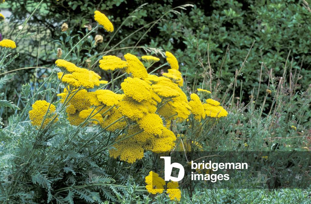 Achillea filipendulina “” Gold Plate”