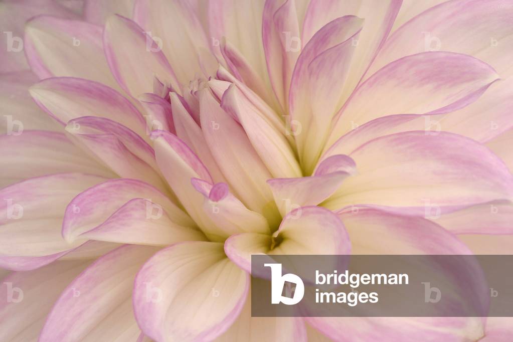 Dahlia “Almands Joy”