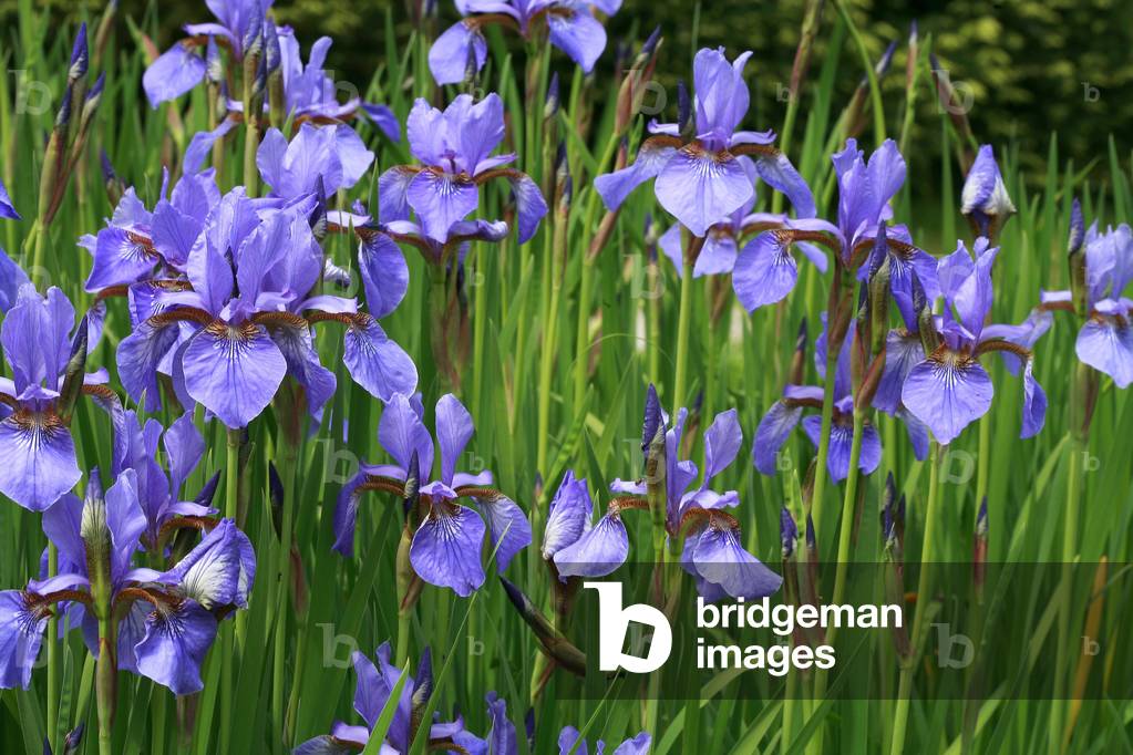 Siberian iris
