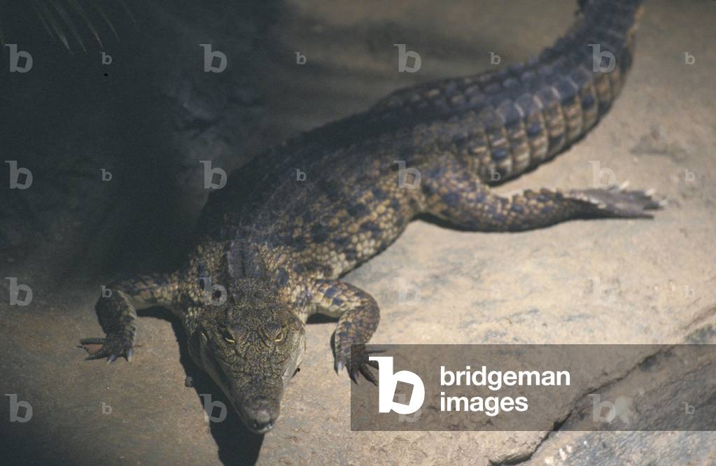 Crocodile Nile, Aquarium, Genoa, Liguria, Italy
