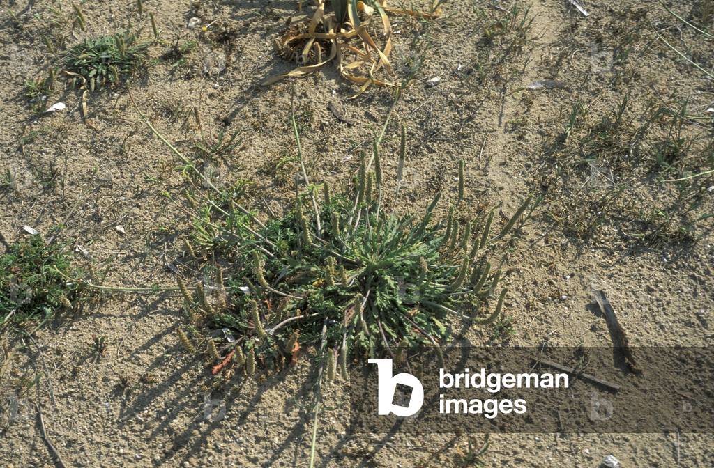 Plantago Coronopus, South Italy, Italy