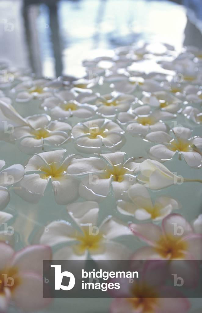 Flowers on water, Amanwella Hotel, Tongalle, Sri Lanka, Asia