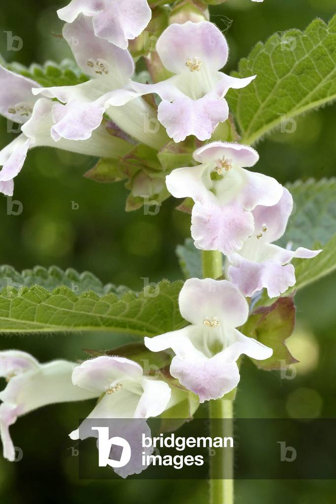 Melittis melissophyllum, Italy