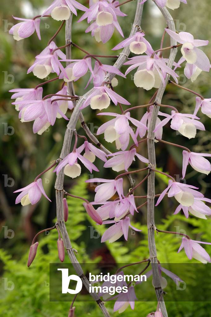 Dendrobium pierardii “” Morosolo””