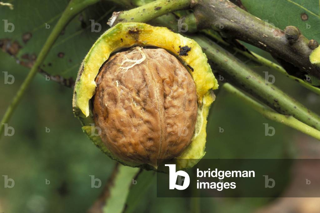 Juglans Regia, Nut, Italy