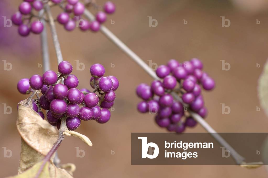 Callicarpa bodinieri
