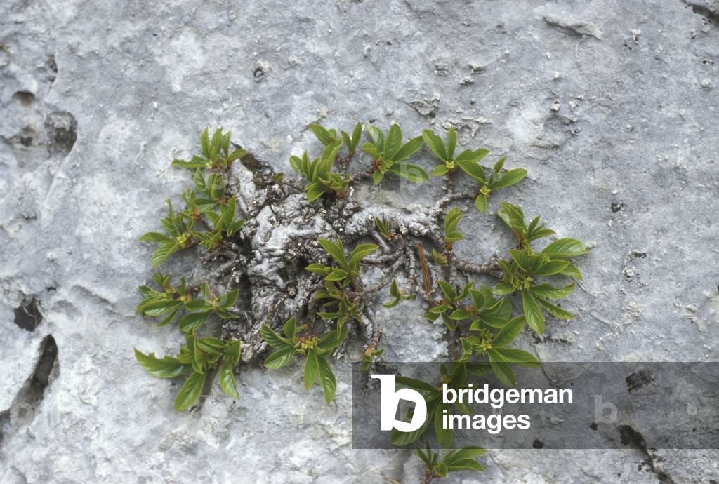 Rhamnus Pumila, Alpi-Appennini, Italy